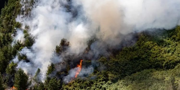 Alerta en Colombia por 31 incendios forestales activos