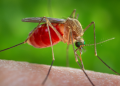 Alerta en Latinoamérica por un virus poco conocido que se contagia por la picadura de mosquitos