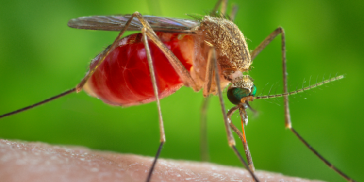 Alerta en Latinoamérica por un virus poco conocido que se contagia por la picadura de mosquitos