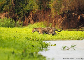 Alerta en Pantanal: el humedal tropical más grande del mundo está en riesgo de desaparición