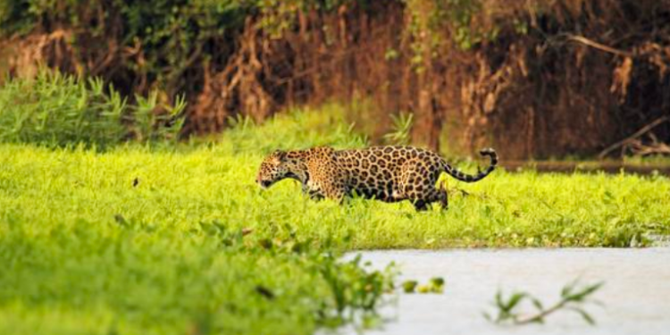 Alerta en Pantanal: el humedal tropical más grande del mundo está en riesgo de desaparición