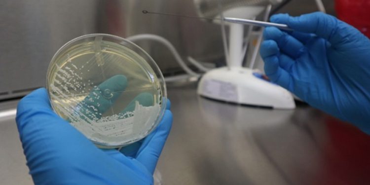 Alerta epidemiológica por peligroso hongo