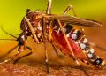 Alerta sanitaria por dengue: Más de 53,000 casos registrados y 87 fallecidos en el país