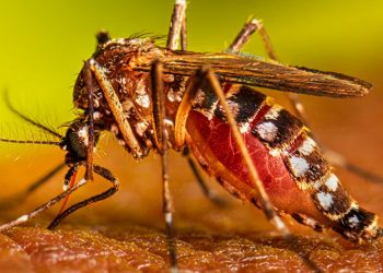 Alerta sanitaria por dengue: Más de 53,000 casos registrados y 87 fallecidos en el país