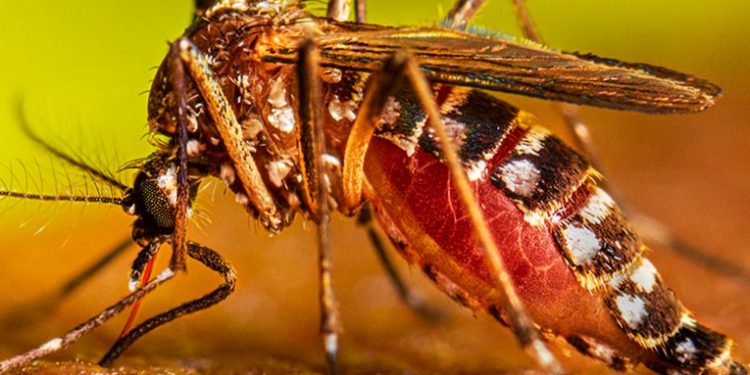 Alerta sanitaria por dengue: Más de 53,000 casos registrados y 87 fallecidos en el país