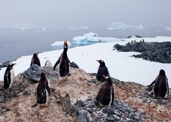 Alertan sobre devastadoras consecuencias de la gripe aviar para la fauna de la Antártida