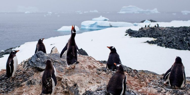 Alertan sobre devastadoras consecuencias de la gripe aviar para la fauna de la Antártida