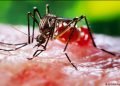 Algunos virus nos hacen más apetitosos para los mosquitos, según revela nuevo estudio