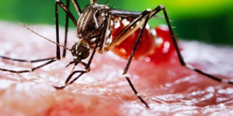 Algunos virus nos hacen más apetitosos para los mosquitos, según revela nuevo estudio