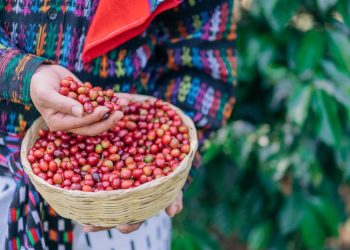 Anacafé e INGUAT unen esfuerzos para promover los cafés de Guatemala
