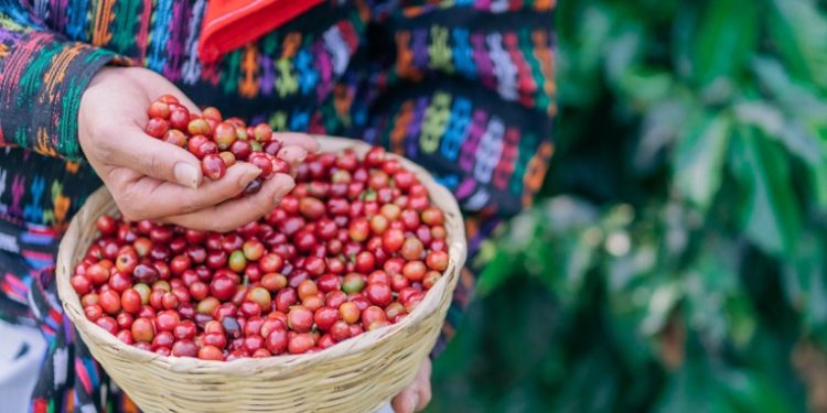 Anacafé e INGUAT unen esfuerzos para promover los cafés de Guatemala