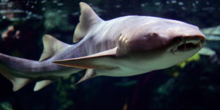 Anticuerpos de tiburón podrí­an ayudar a neutralizar el COVID-19 y a prepararnos para futuros brotes