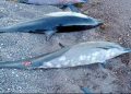 Aparecen 33 delfines muertos varados en una costa de México