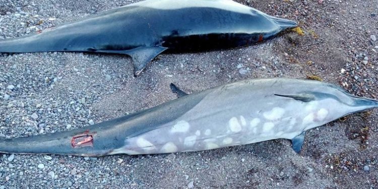 Aparecen 33 delfines muertos varados en una costa de México