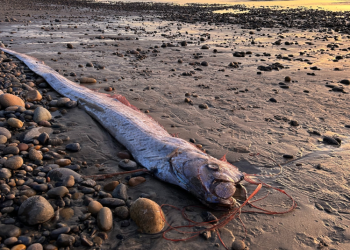 Aparecen en México dos peces del juicio final