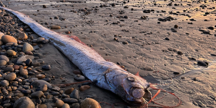 Aparecen en México dos peces del juicio final