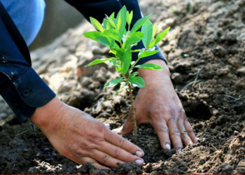 Aproximadamente mil hectáreas han sido reforestadas en los últimos dos años