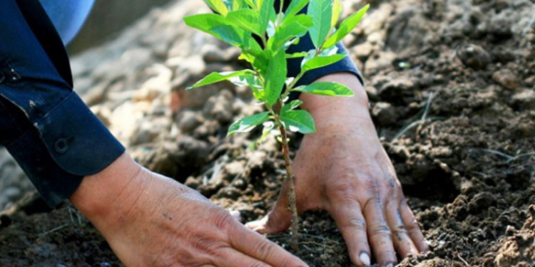 Aproximadamente mil hectáreas han sido reforestadas en los últimos dos años