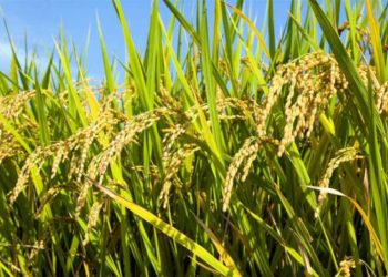 Aprueban importación de arroz
