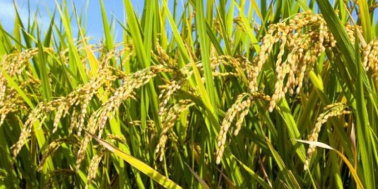 Aprueban importación de arroz