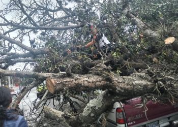 írbol cae sobre varios vehí­culos en zona 9
