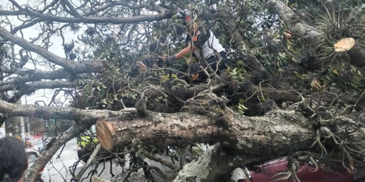 írbol cae sobre varios vehículos en zona 9