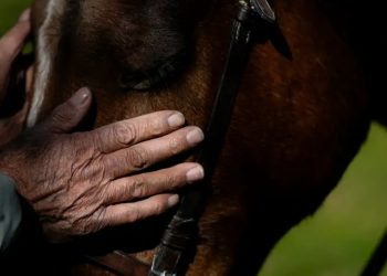 Argentina decreta emergencia sanitaria por fiebre equina