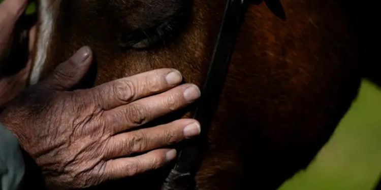 Argentina decreta emergencia sanitaria por fiebre equina