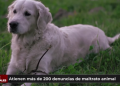 Atienden más de 200 denuncias sobre maltrato animal