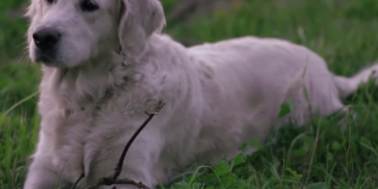 Atienden más de 200 denuncias sobre maltrato animal