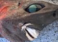 Atrapan un raro tiburón de aspecto aterrador, y este desconcierta a todos