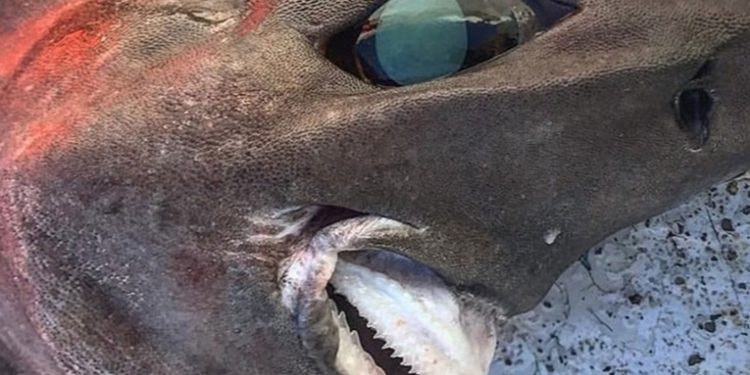 Atrapan un raro tiburón de aspecto aterrador, y este desconcierta a todos