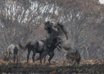 Australia sacrificará a 10.000 caballos salvajes (y los expertos advierten que es poco)