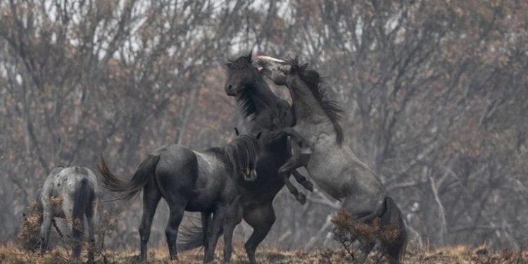 Australia sacrificará a 10.000 caballos salvajes (y los expertos advierten que es poco)