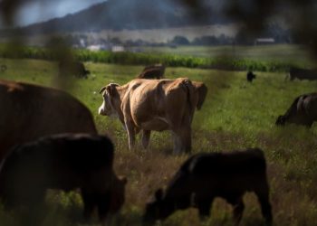 Autoridades agrícolas anuncian medidas para frenar propagación del gusano barrenador
