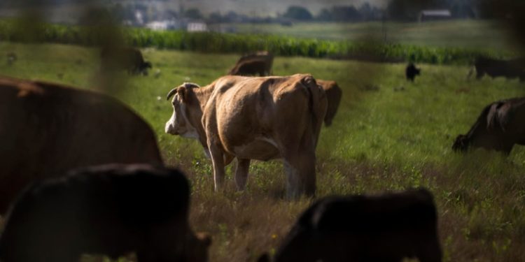 Autoridades agrícolas anuncian medidas para frenar propagación del gusano barrenador