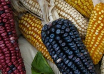 Autoridades aseguran que solo el 2% de la producción de granos ha sido afectada por lluvias