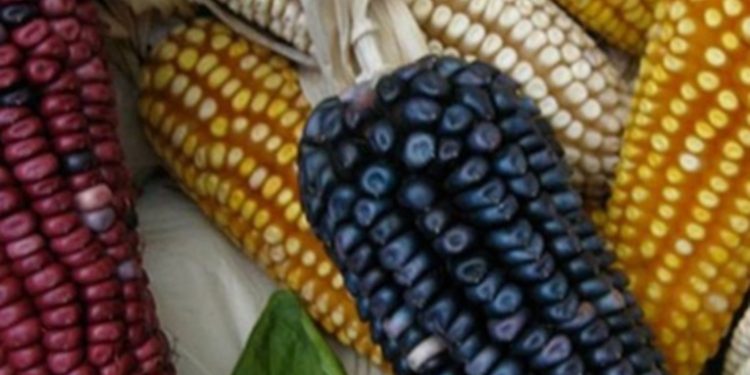 Autoridades aseguran que solo el 2% de la producción de granos ha sido afectada por lluvias