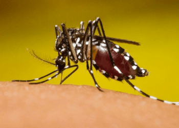 Autoridades de Salud muestran preocupación por incremento del 75% en casos de dengue en el país