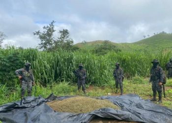 Autoridades de seguridad proponen que terrenos plantados con drogas pasen a extinción de dominio