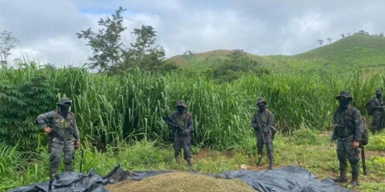 Autoridades de seguridad proponen que terrenos plantados con drogas pasen a extinción de dominio
