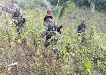 Autoridades erradican nueva plantación de coca en Alta Verapaz con un avalúo superior a Q3 millones