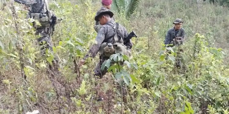 Autoridades erradican nueva plantación de coca en Alta Verapaz con un avalúo superior a Q3 millones