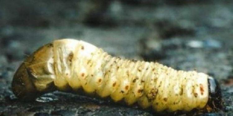 Autoridades intensifican acciones para proteger al ganado nacional del gusano barrenador