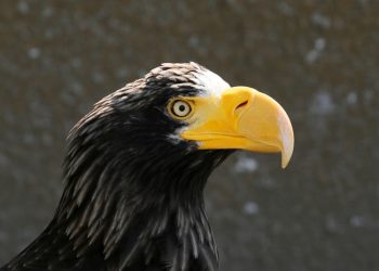 Avistan en EE.UU. una rara águila gigante deambulando a casi 8.000 kilómetros de distancia de su hogar