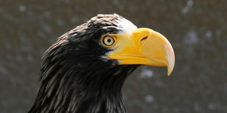 Avistan en EE.UU. una rara águila gigante deambulando a casi 8.000 kilómetros de distancia de su hogar