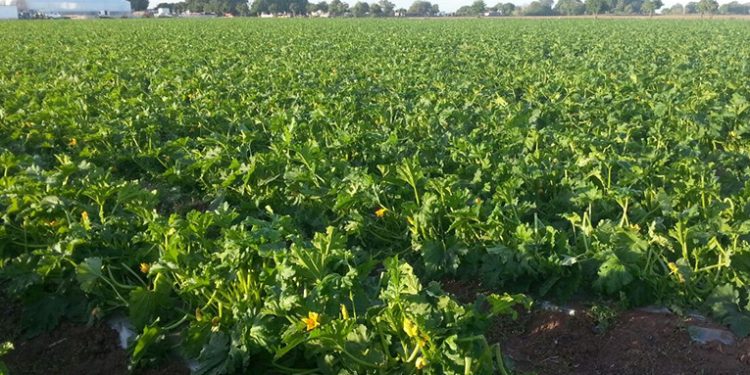 Bajas temperaturas podrí­an provocar daños a cultivos en el altiplano