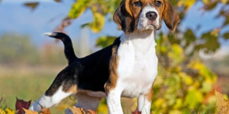 Beagles son clonados por primera vez con tecnología que permite mejorar el genoma de perros de pura raza