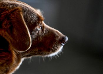 Bobi, el perro más longevo de la historia, muere a los 31 años