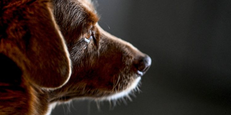 Bobi, el perro más longevo de la historia, muere a los 31 años